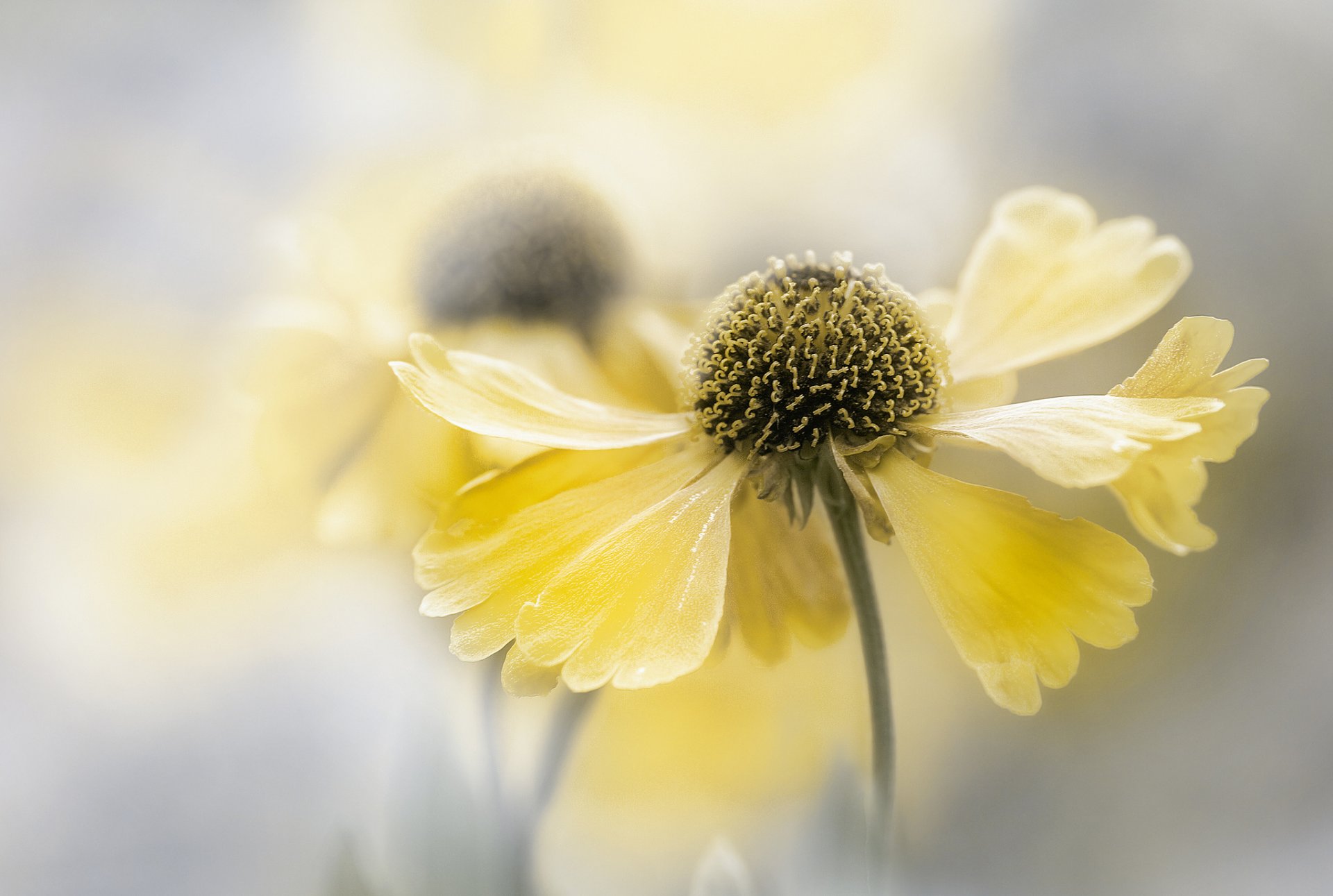 fleurs jaune fleur fond