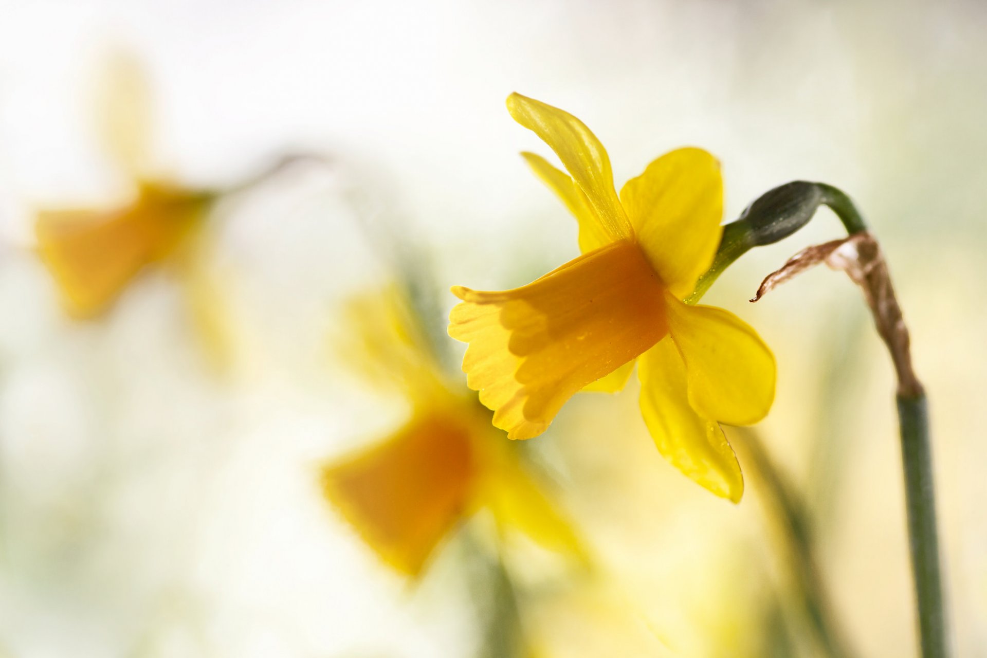 pring yellows nartsissy.zhёltye close up bokeh