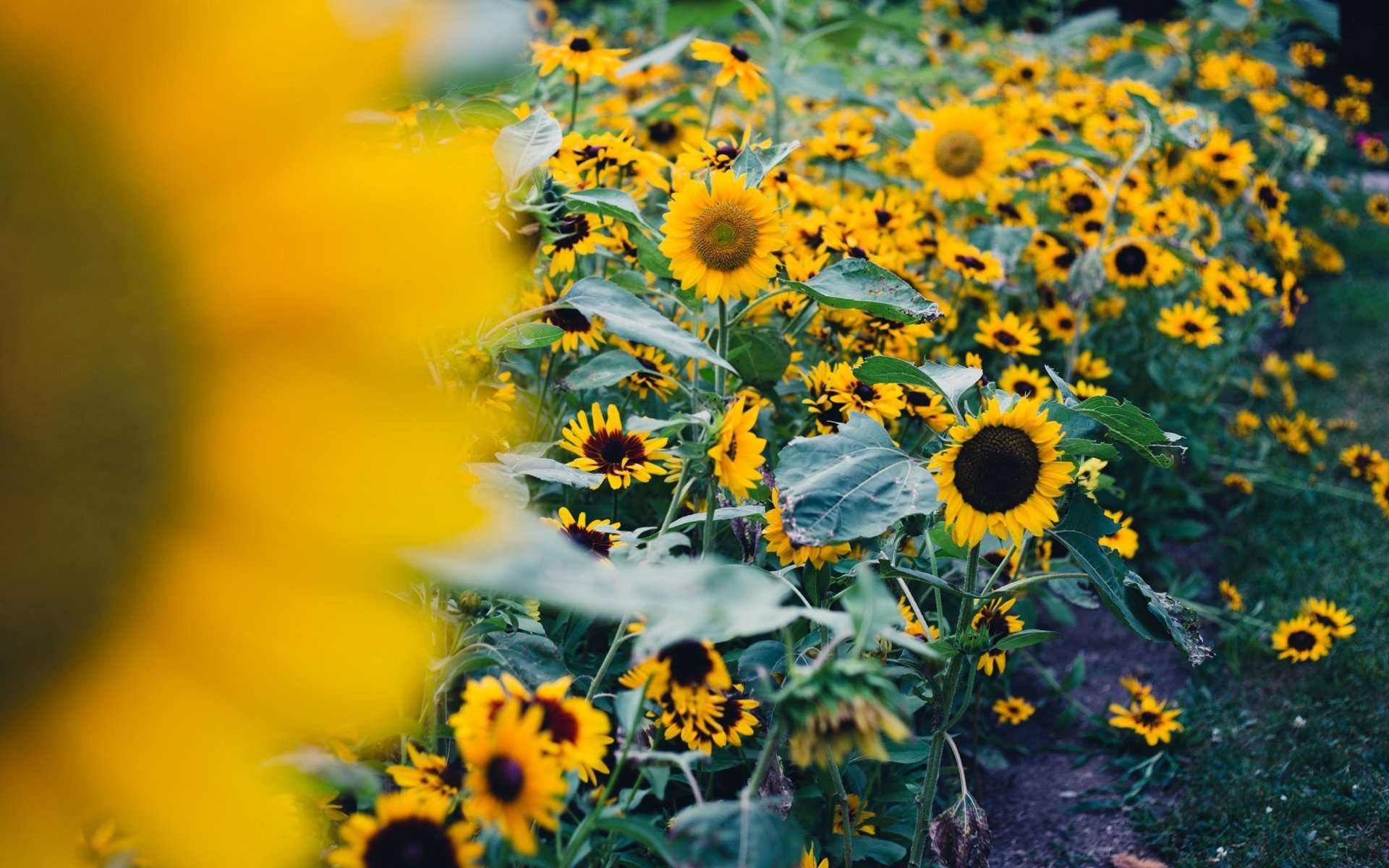 flowers flowers flower sunflower sunflowers field leaves leaves nature background wallpaper widescreen fullscreen widescreen widescreen