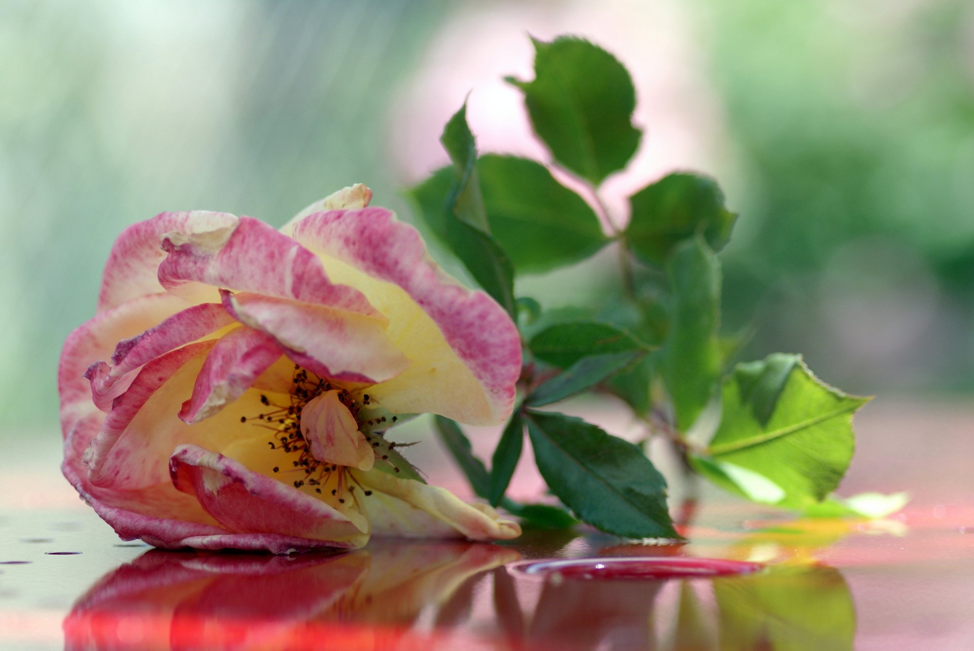 rose tea pink background