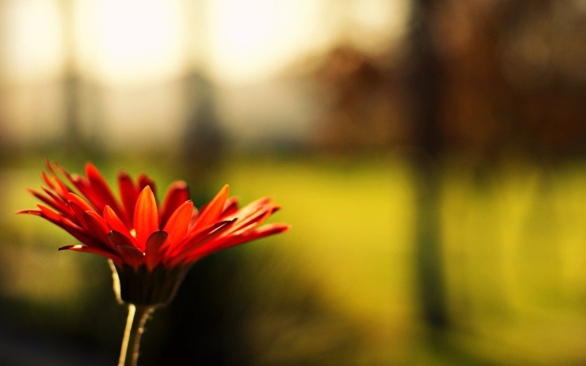 fiori fiore fiore rosso sfocatura sfondo carta da parati widescreen schermo intero widescreen