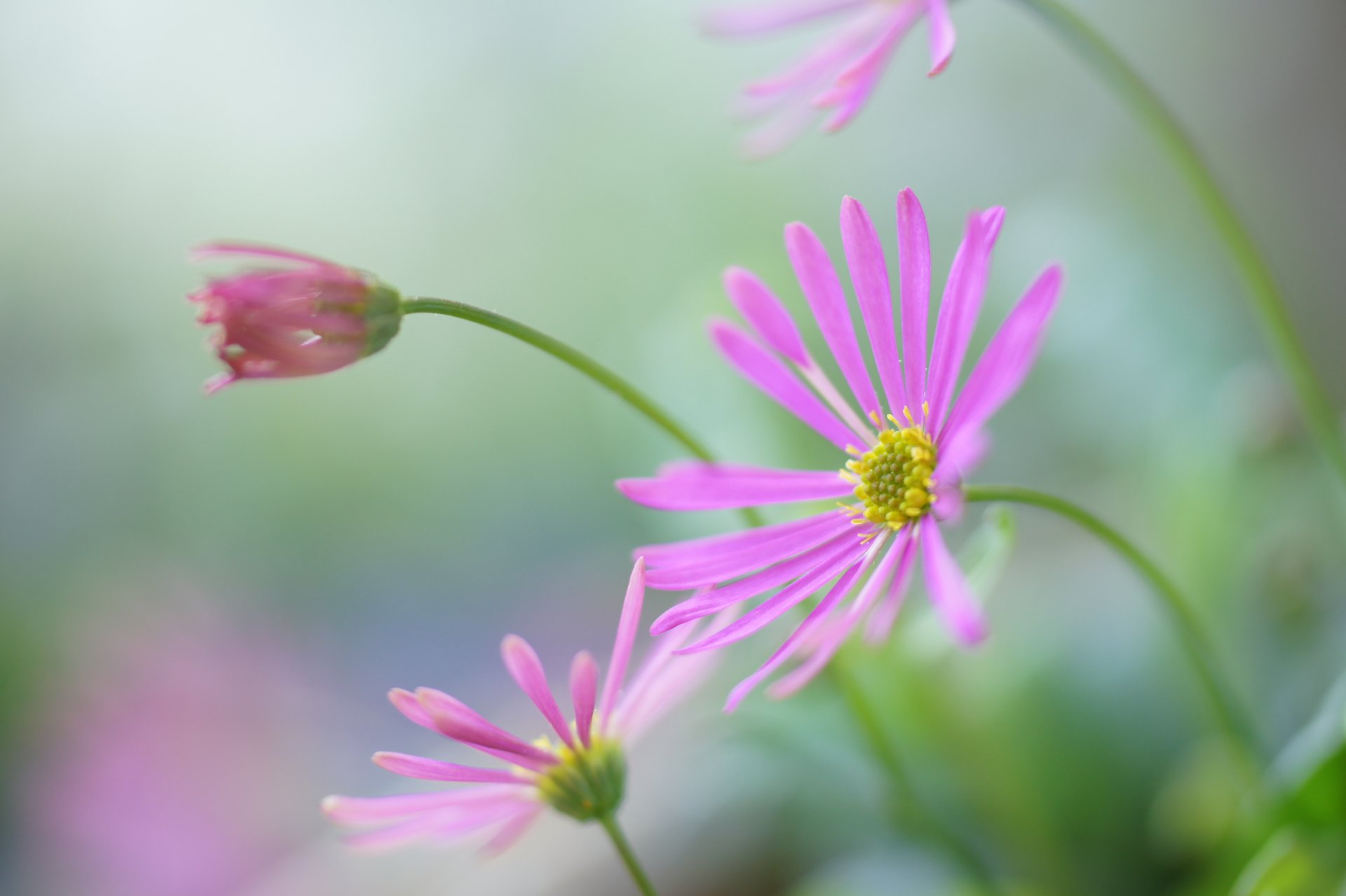 blumen rosa feld natur