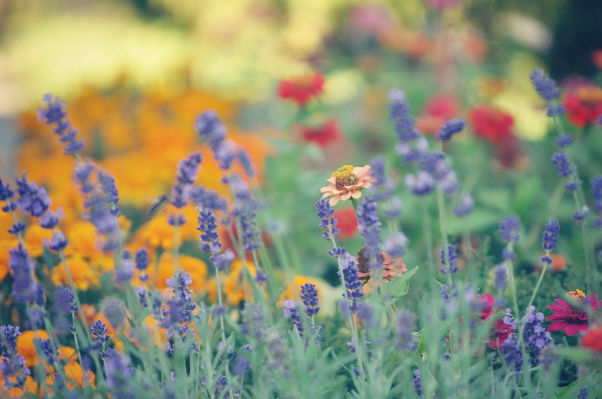 sommer blumen unschärfe