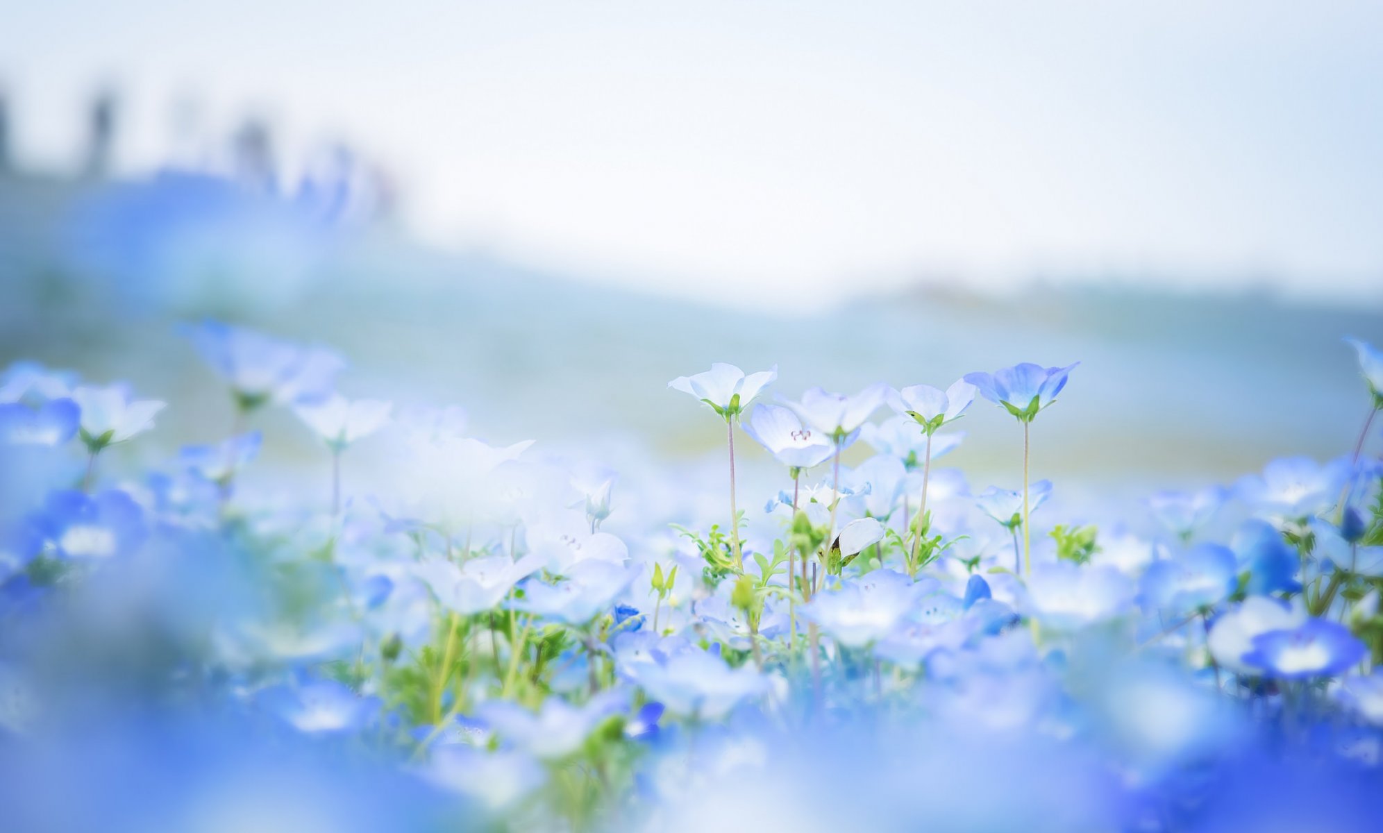 nemophile blumen blau blütenblätter feld unschärfe