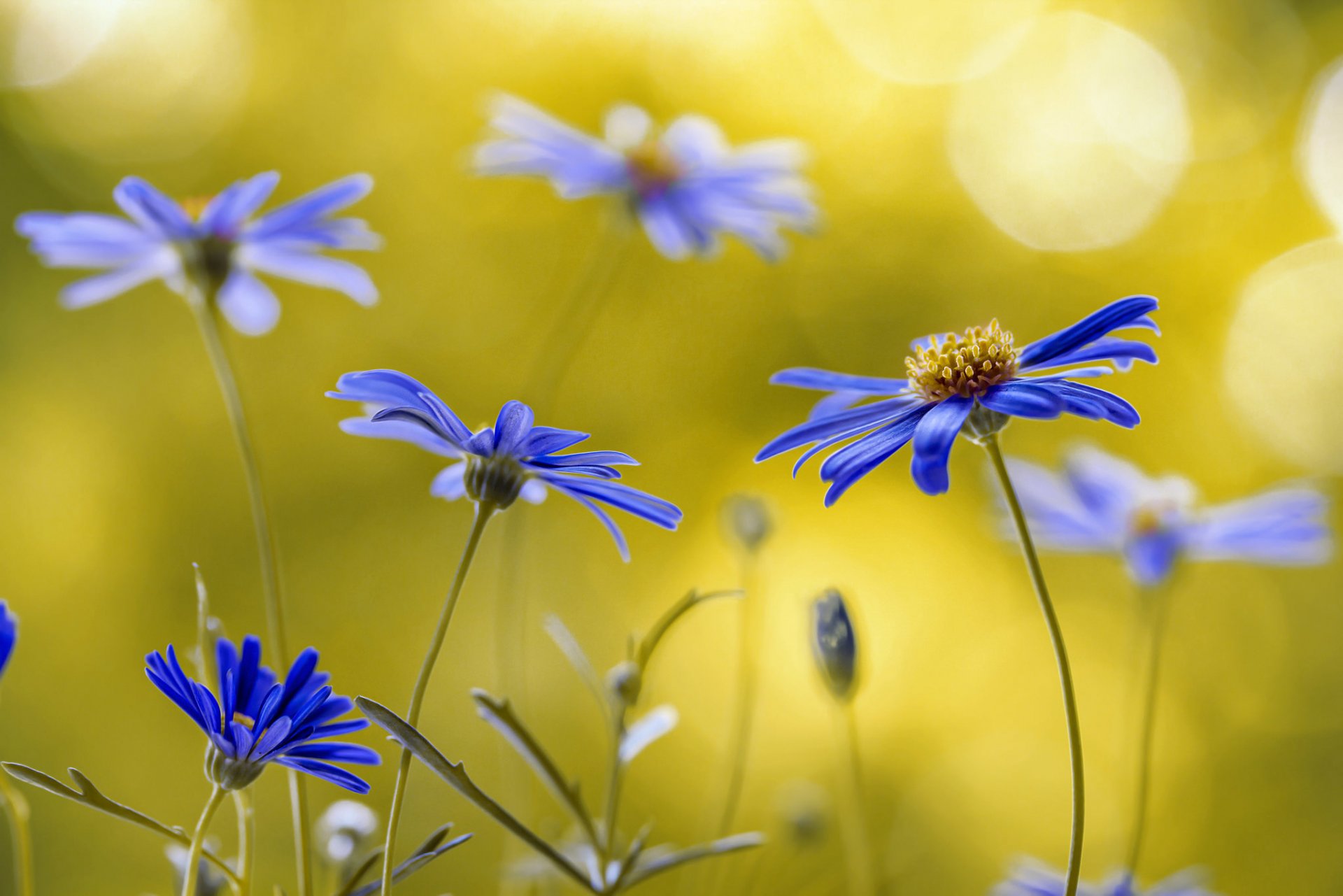 brachycome blumen makro blütenblätter lila natur