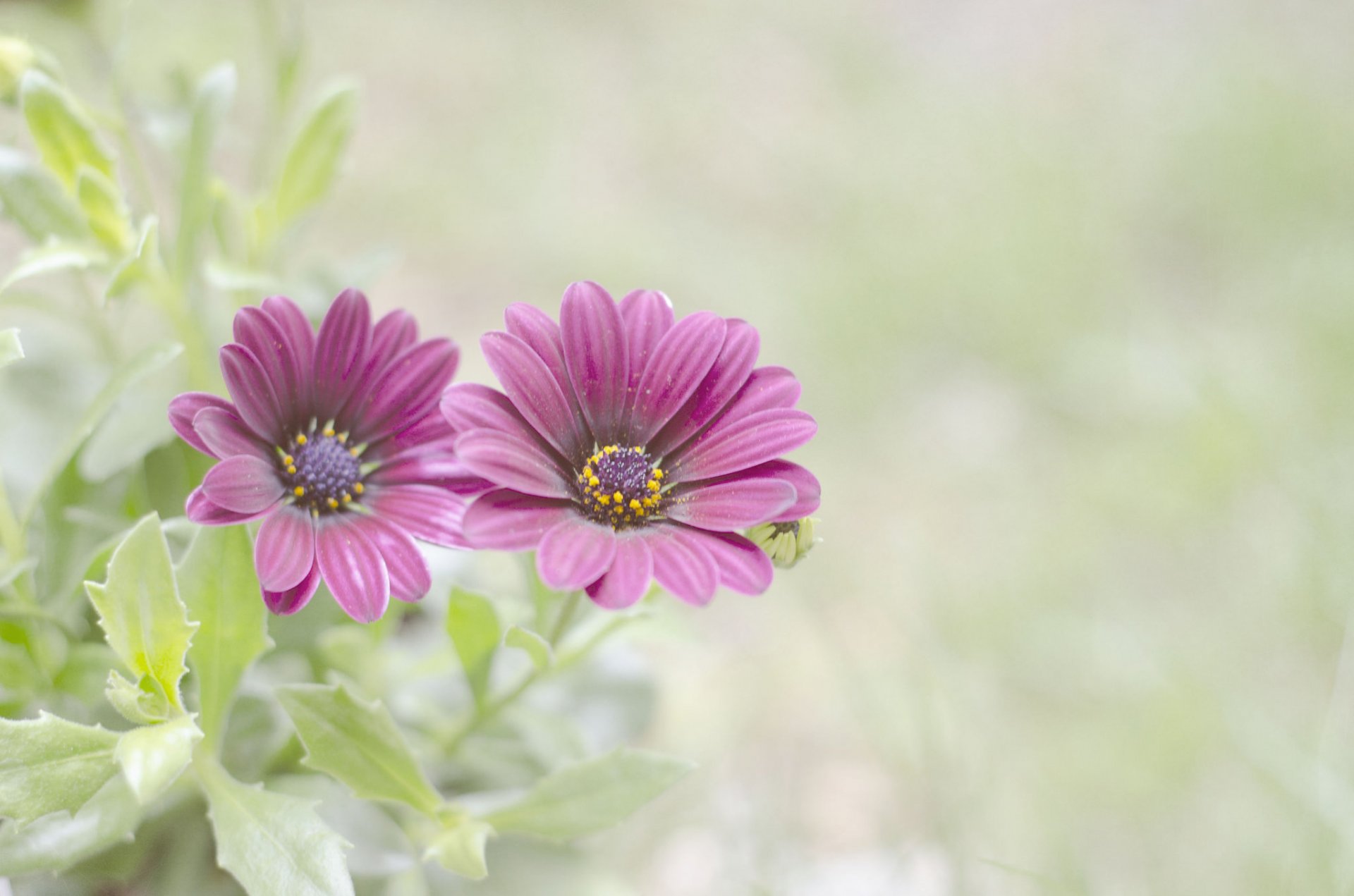 blätter blumen hintergrund