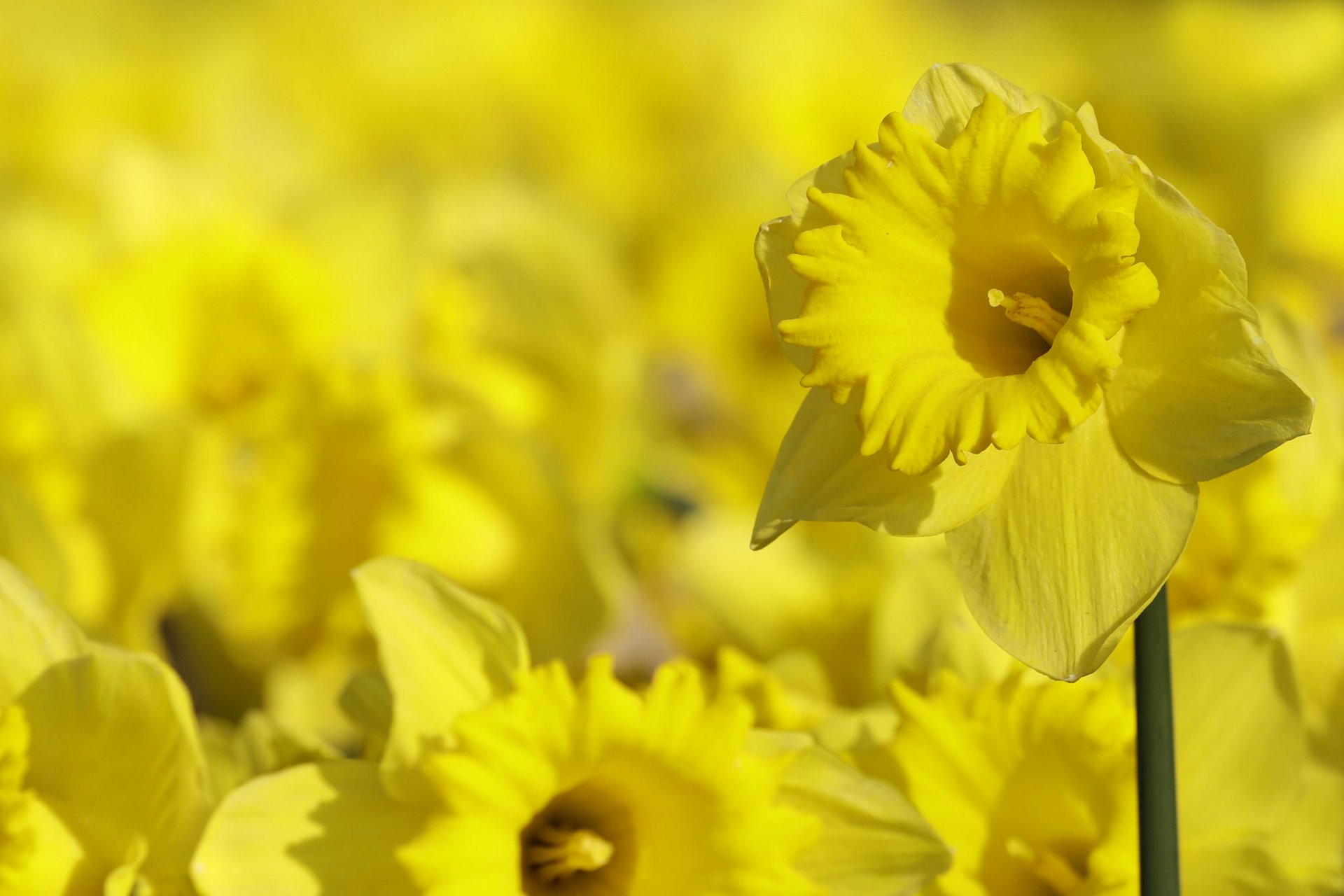 jonquilles fond