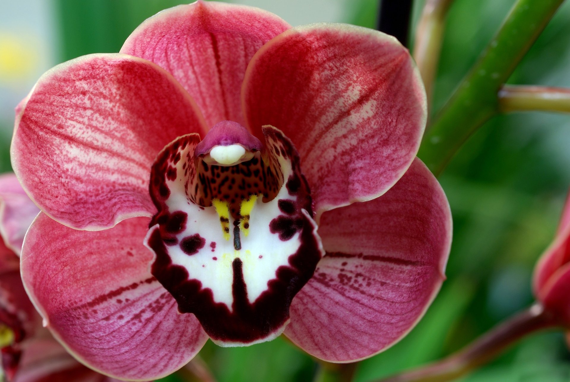 płatki słupek pręciki makro orchidea