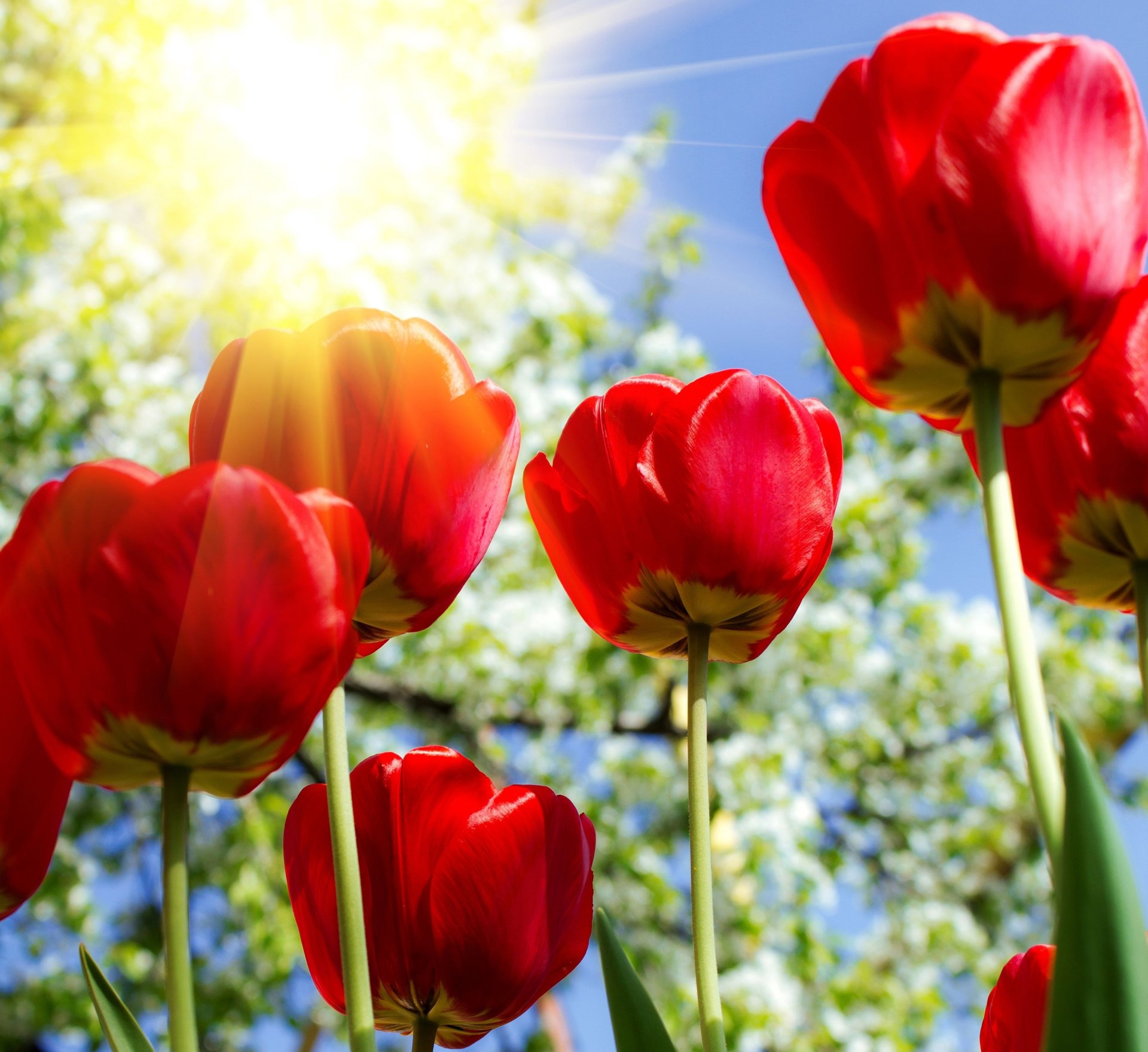 fleurs tulipes soleil