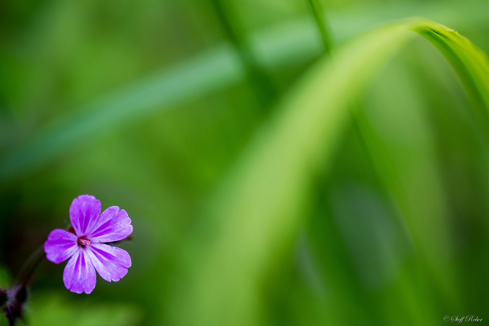 lilla fiore petali erba sfondo verde