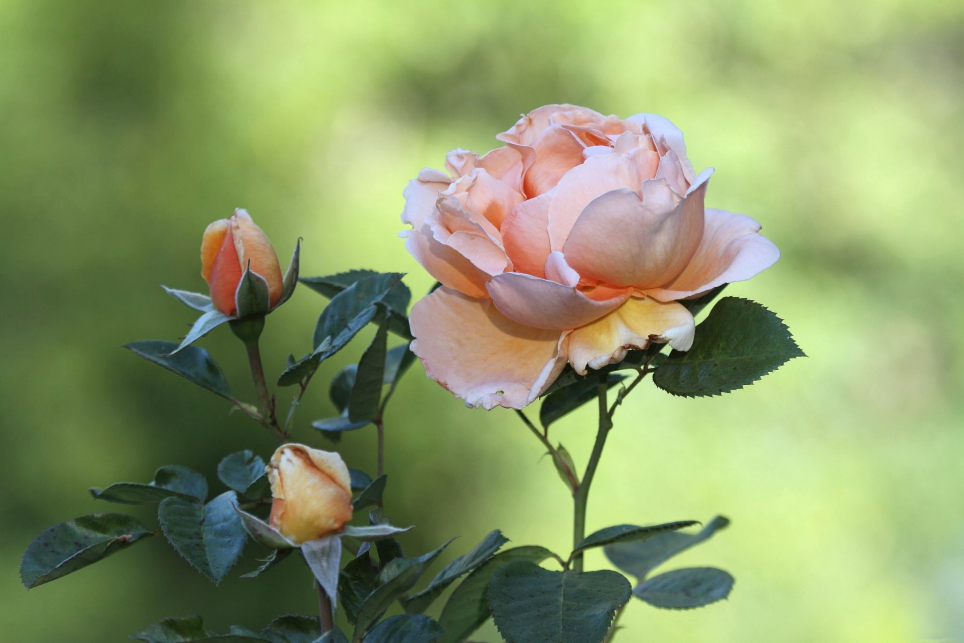 flower rose buds petals peach background