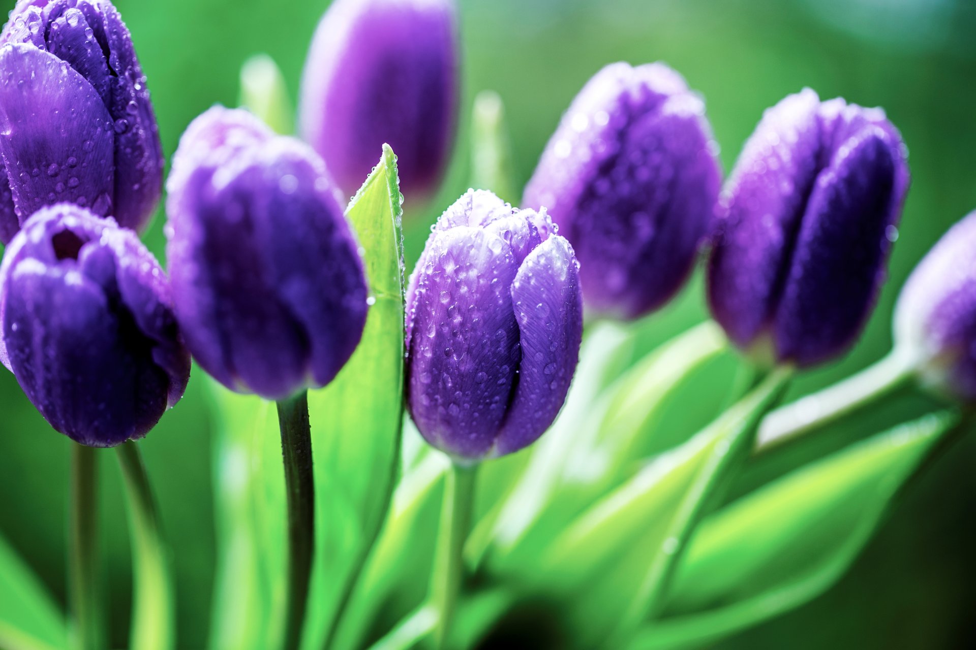 tulipes fleurs lilas violet bourgeons gouttes feuilles