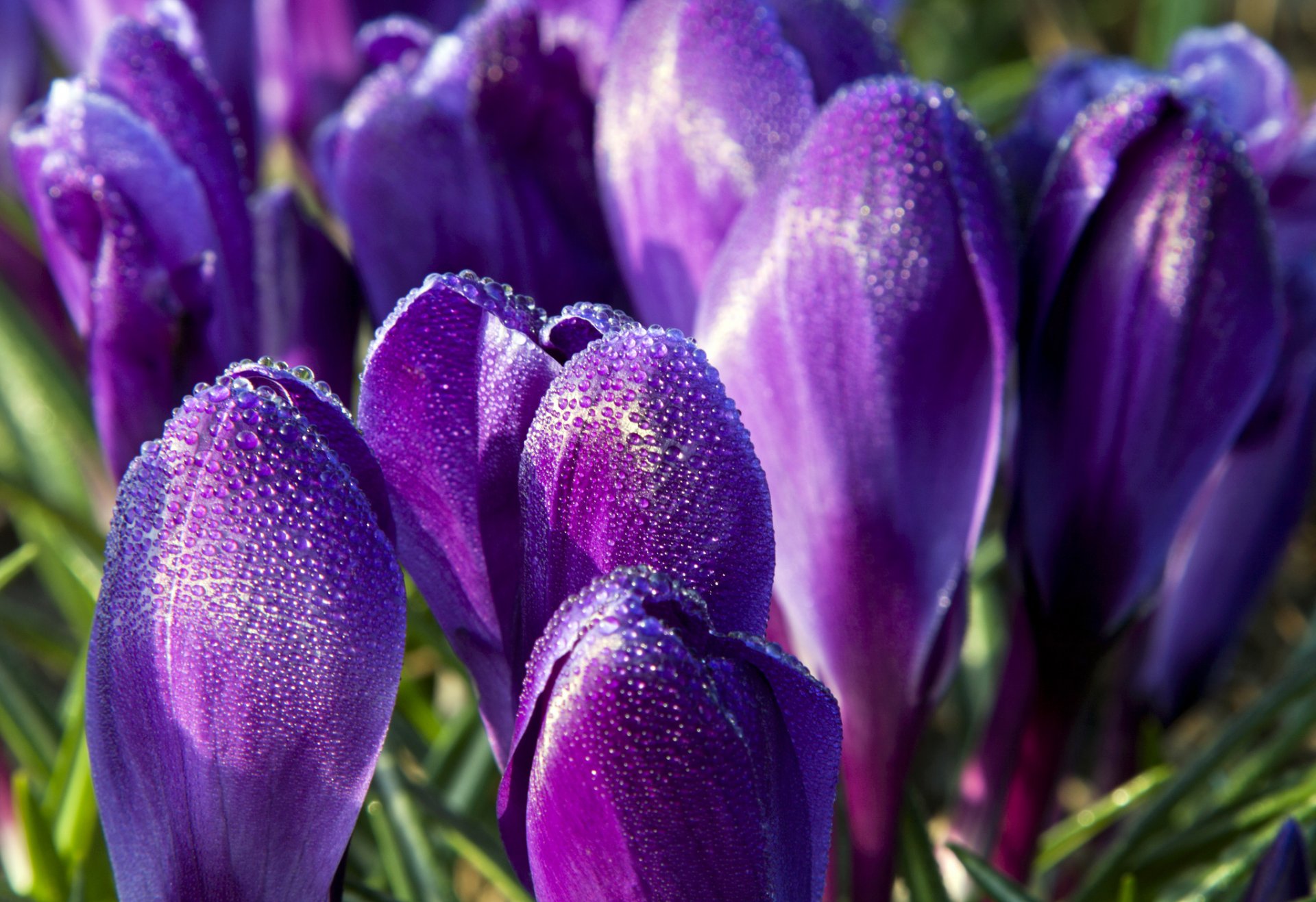 azafrán púrpura flores pétalos gotas rocío primavera