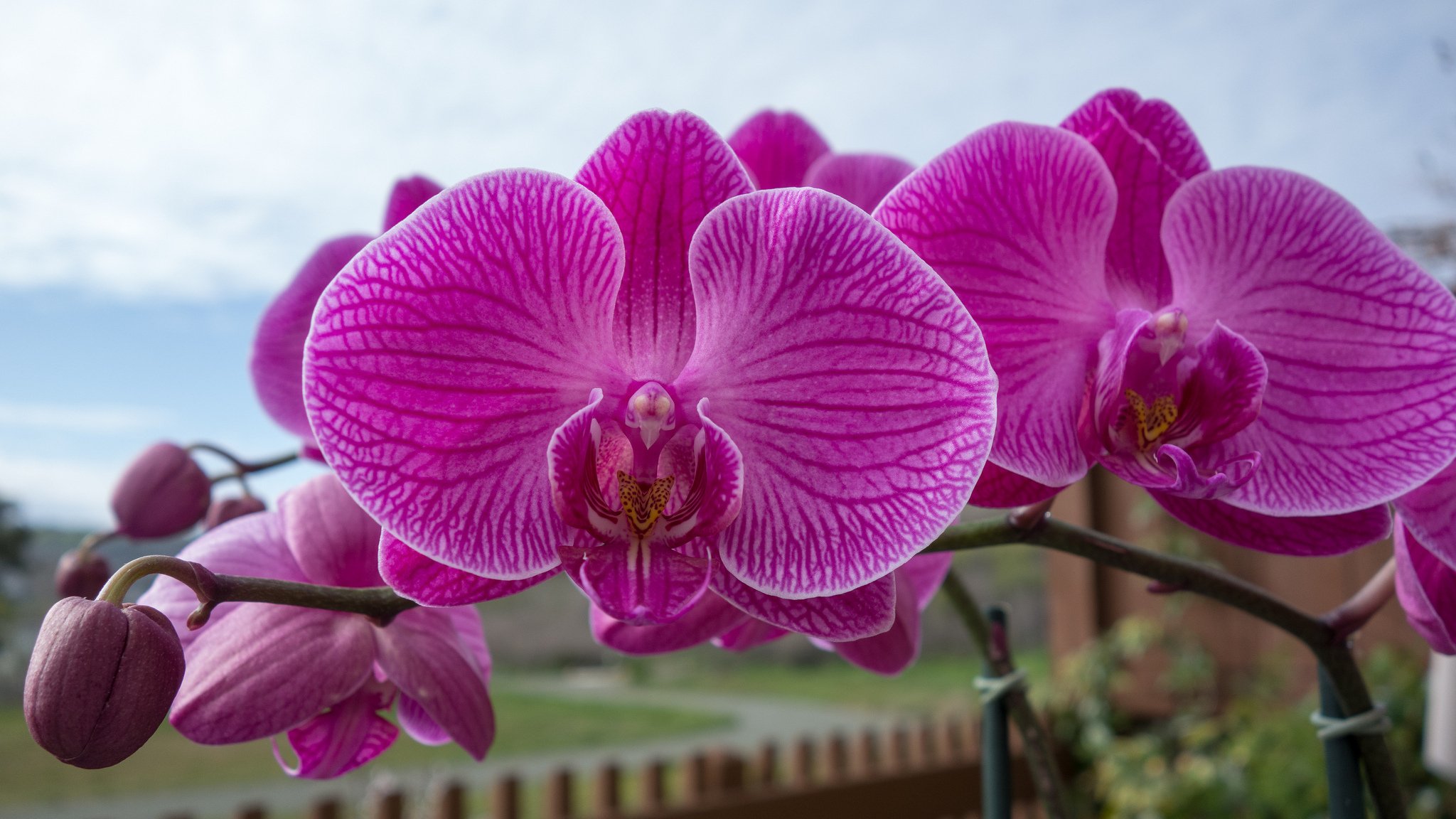 orchid branch exotic close up