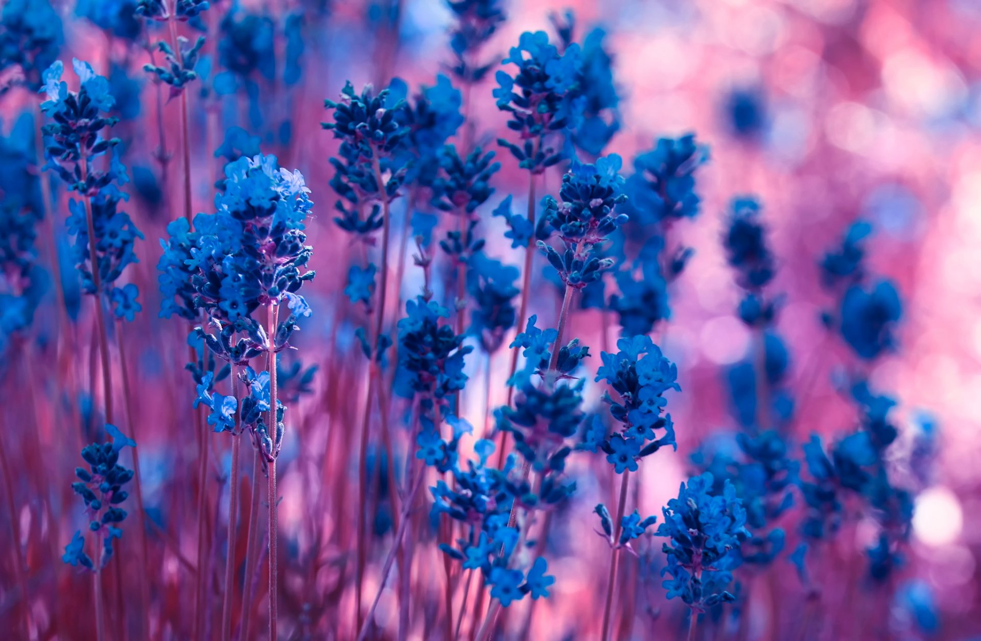 ✿ lavendel bokeh