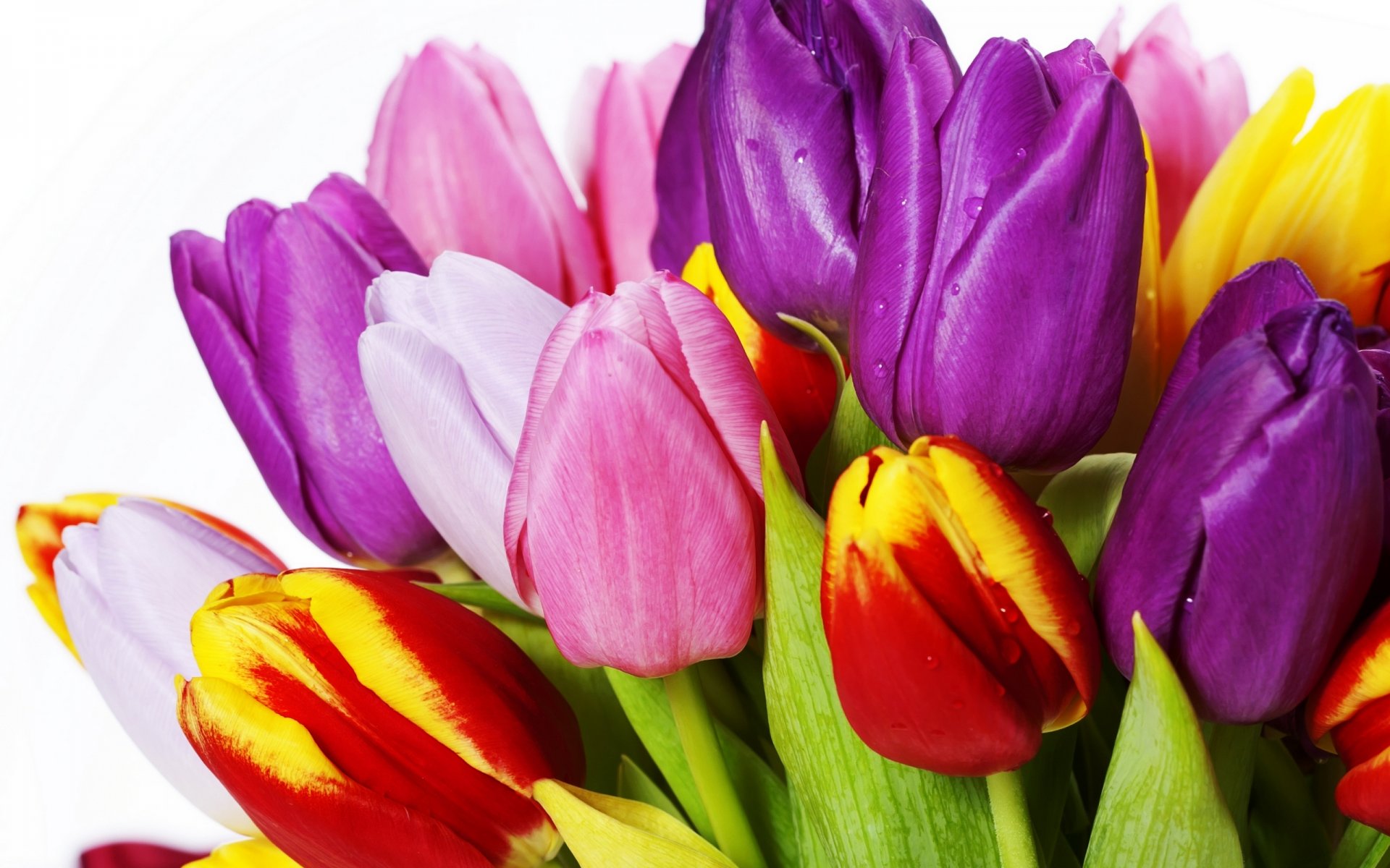 tulipes fleurs lumineux bouquet jaune rouge blanc rose violet pétales beauté lumineux multicolore rose lilas blanc feuilles