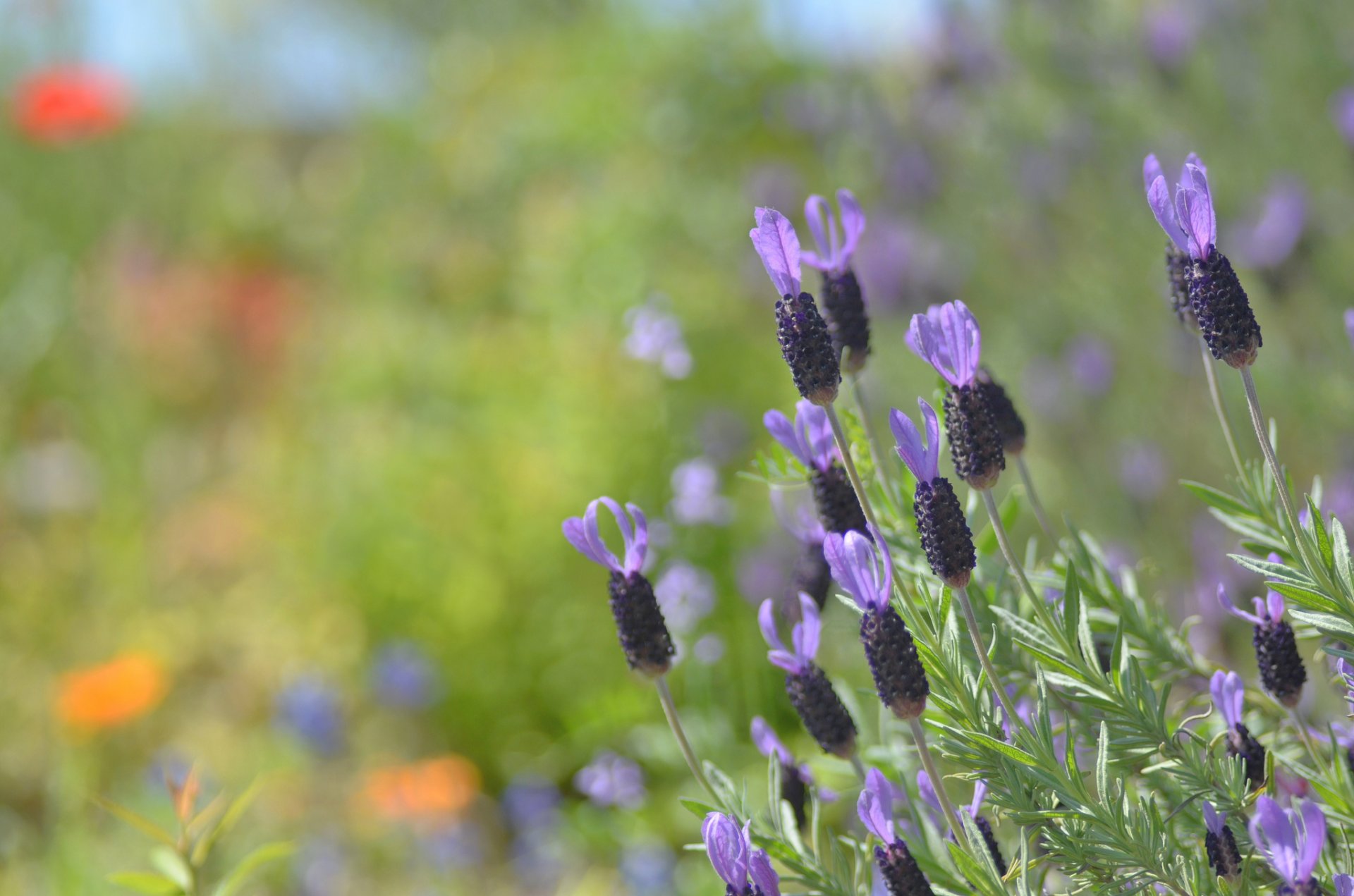 blumen flieder hintergrund unschärfe