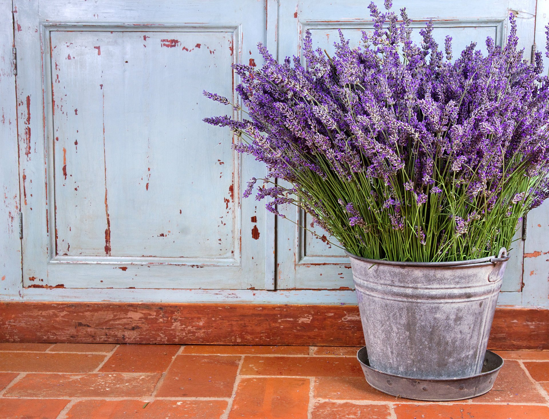 fleurs nature morte fleurs violettes lavande