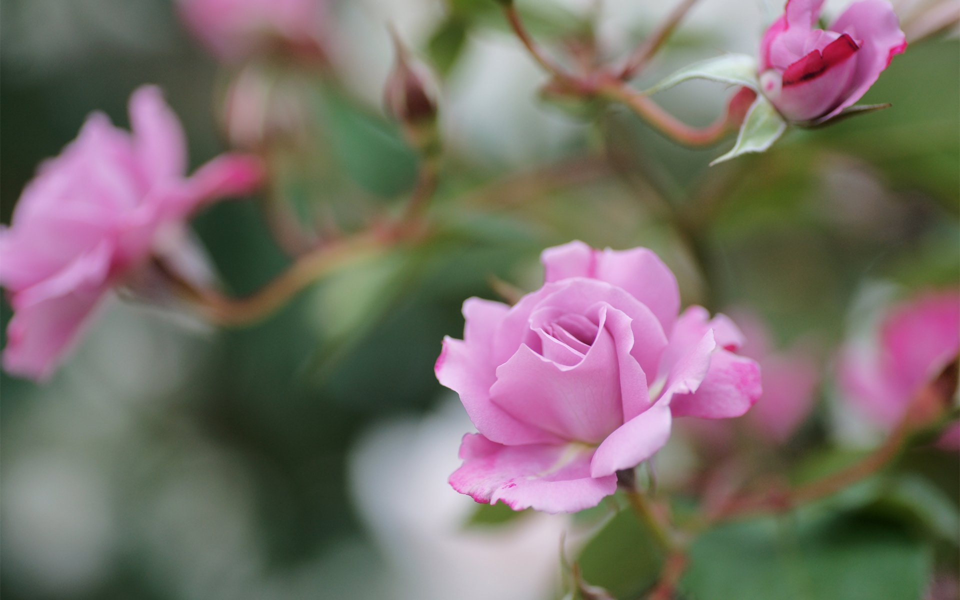 rosas rosas flores ramas