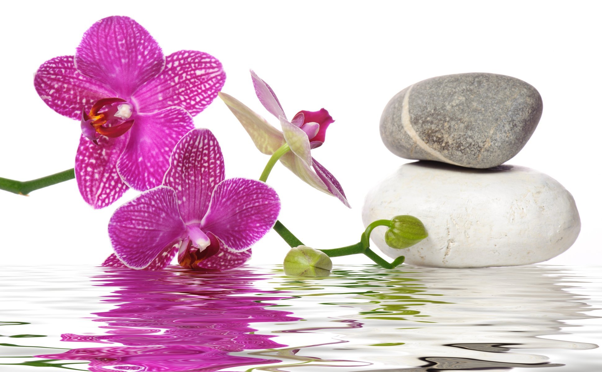 water spa stones flower orchid