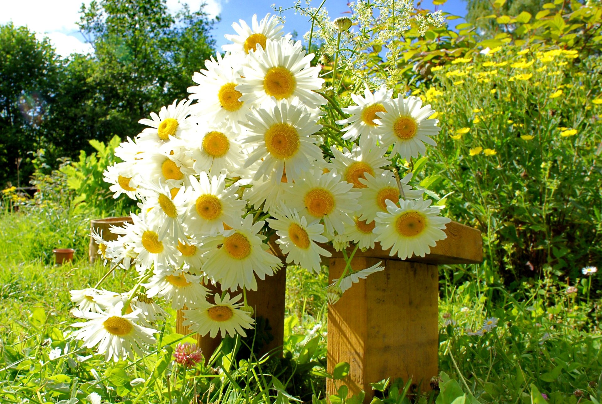 margherite bouquet giardino panchina