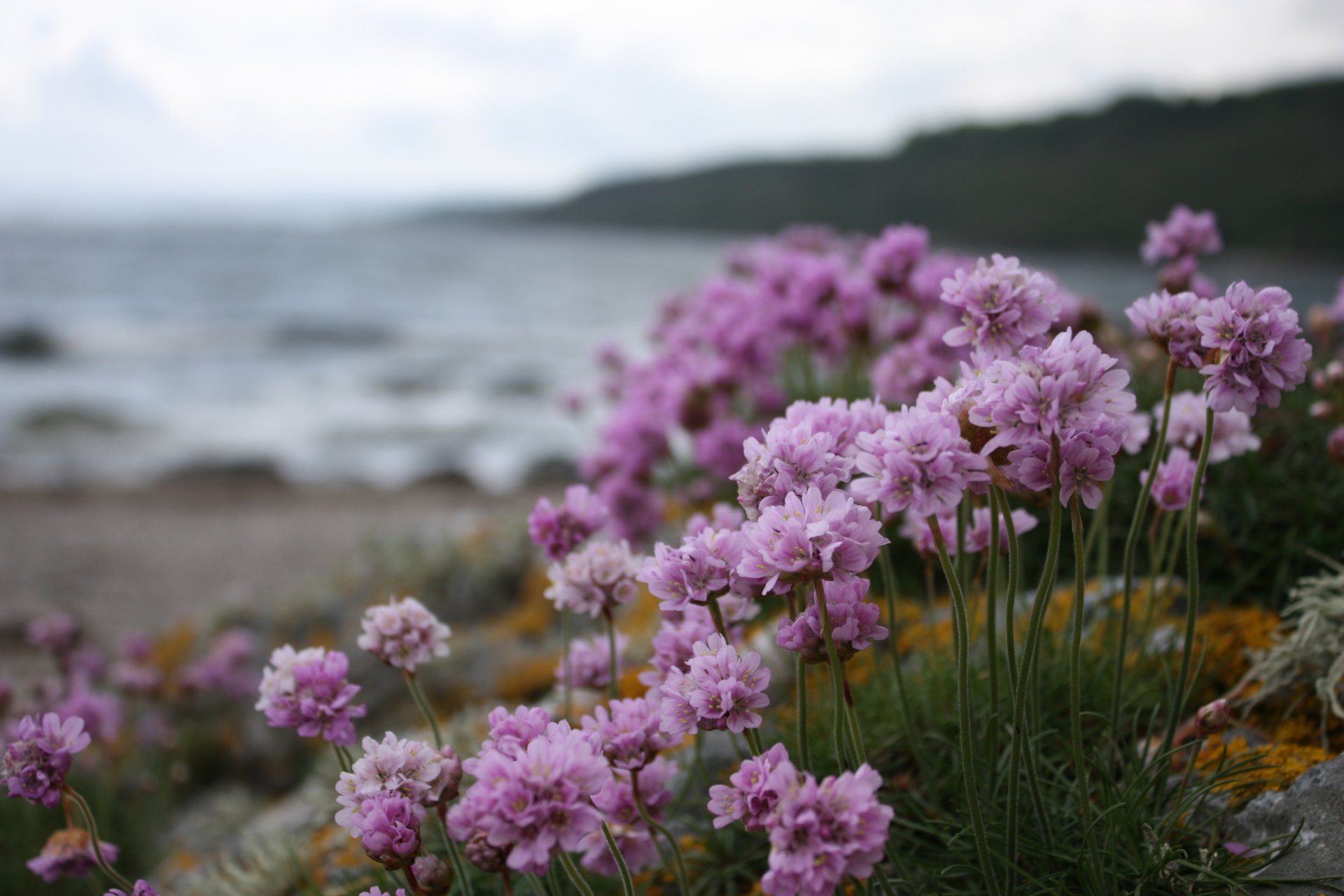 fleurs plage côte fleurs lilas fleurs violettes fleurs mauves nuageux eau