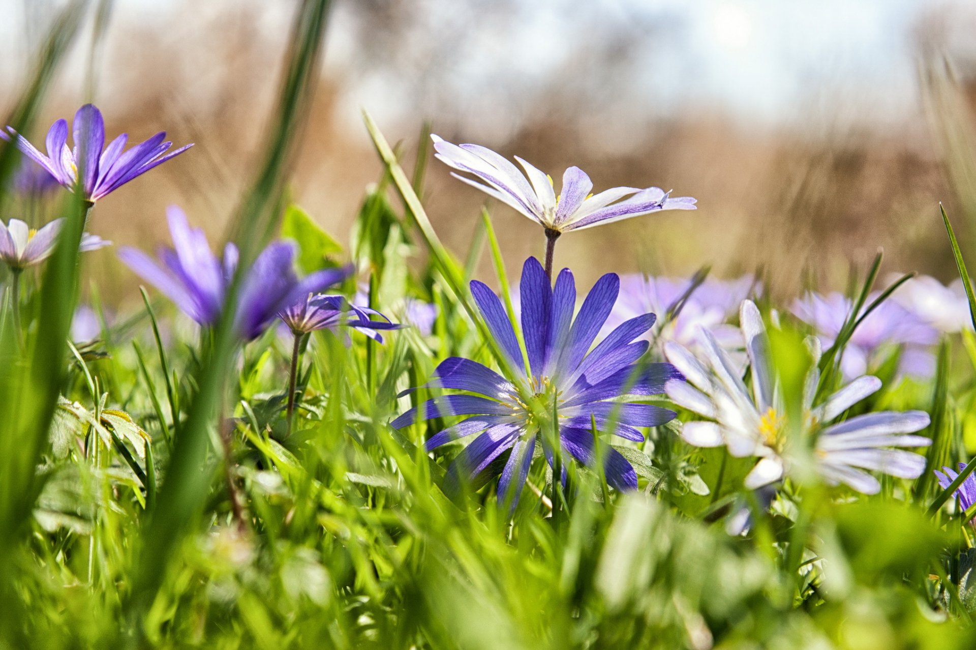 erba fiori lilla margherite sfocatura