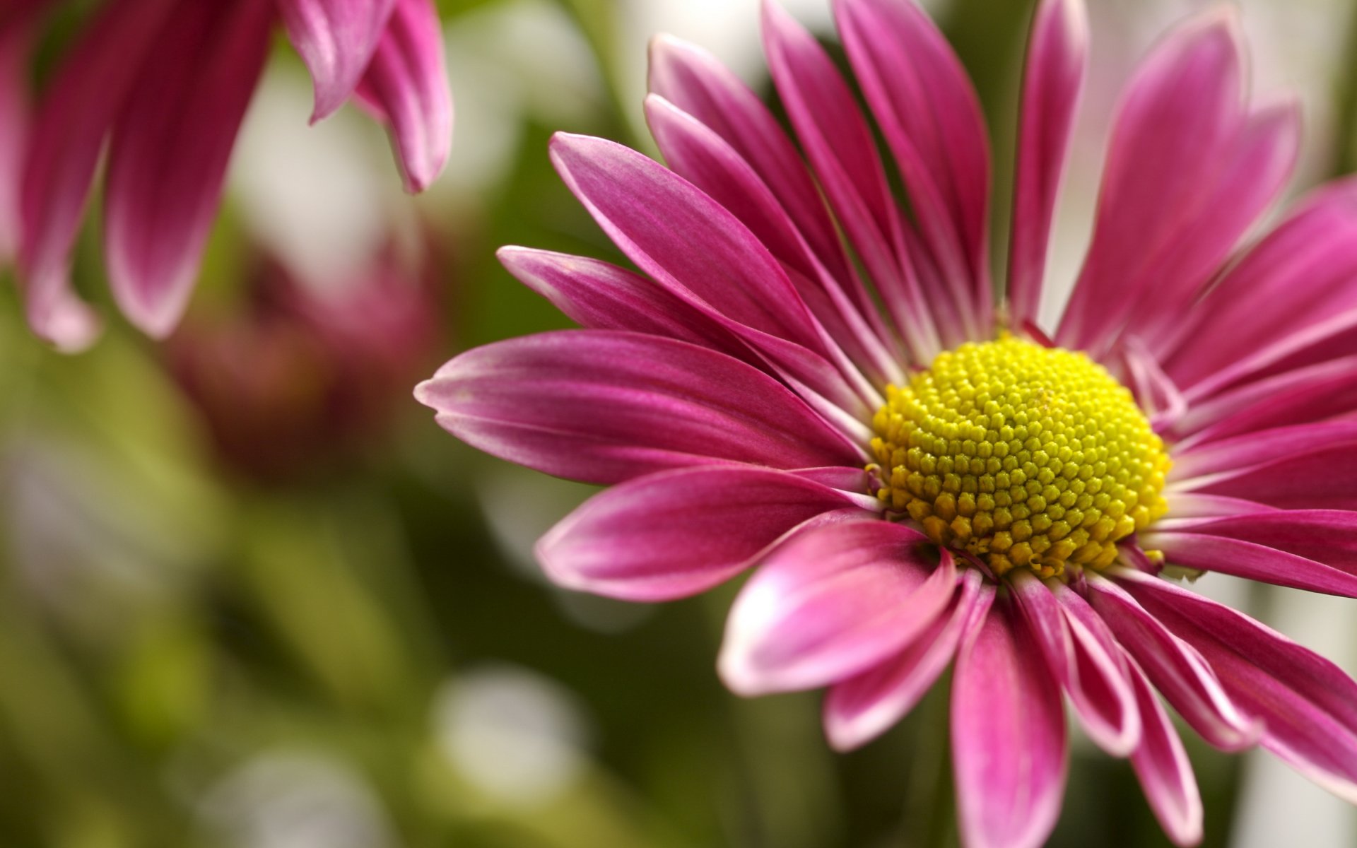 flor macro pétalos rosa