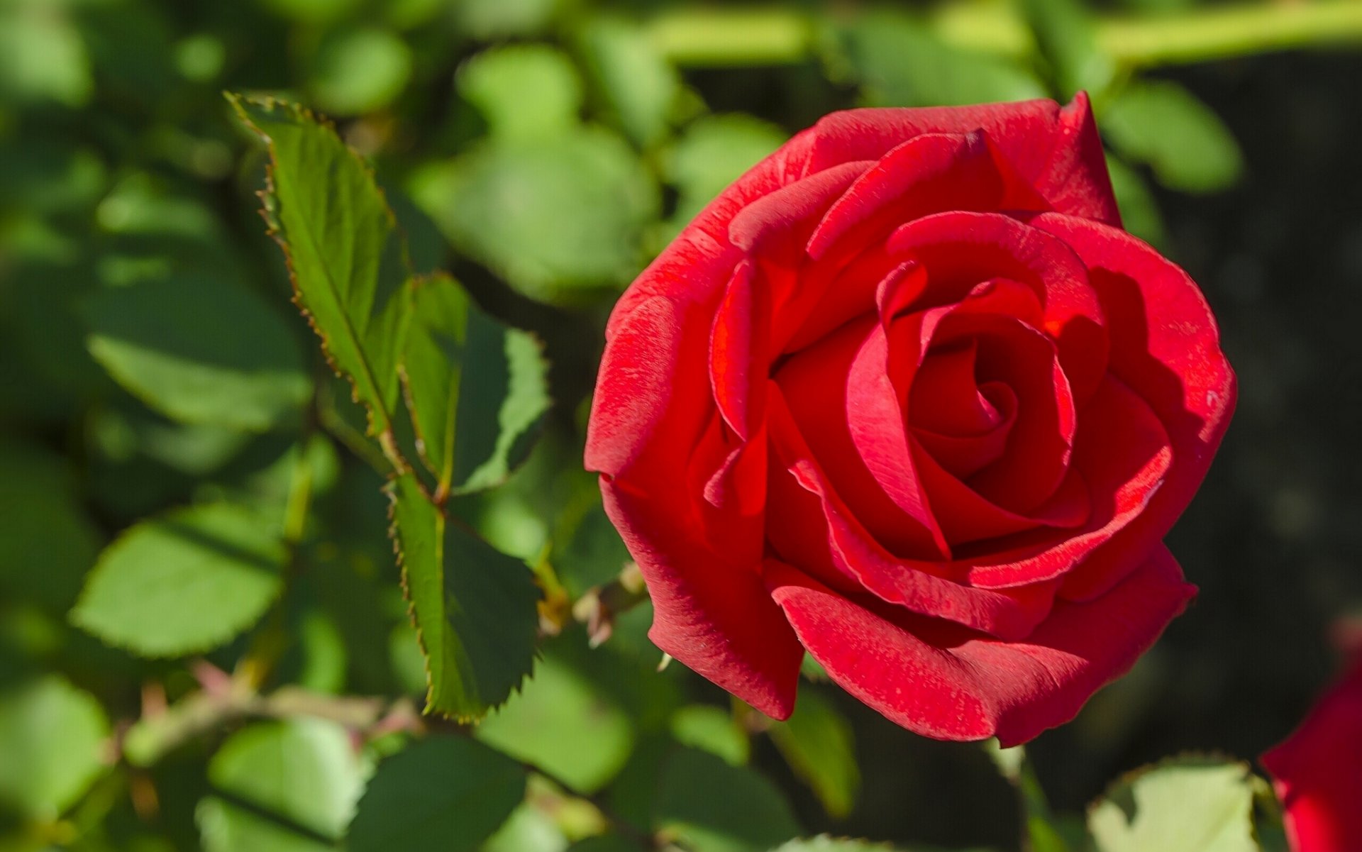 rosa brote macro