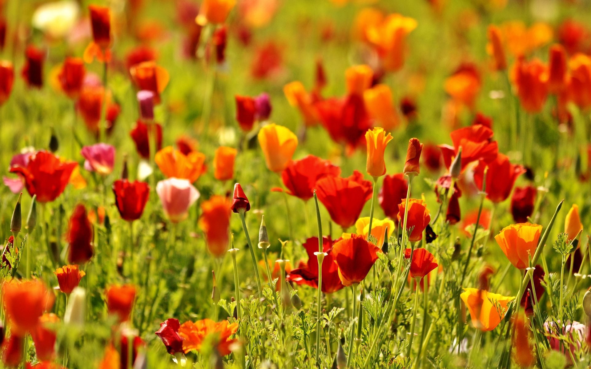 fiori fiori fiore fiori papaveri papavero rosso campo natura verde fiore macro sfondo carta da parati widescreen schermo intero widescreen widescreen