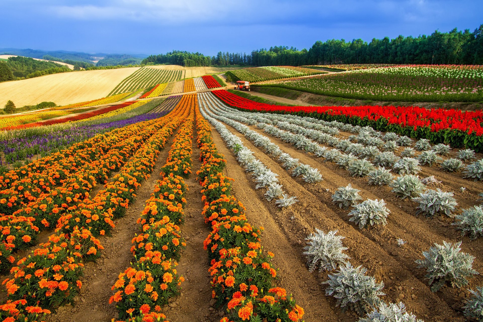 champ lits rangées collines distance vues couleur