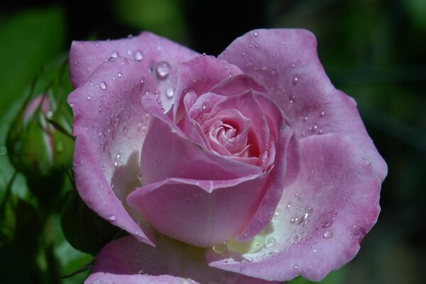 Rosa con colofonia en macro tiro