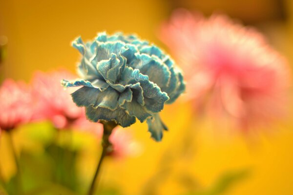 My blue dream is like this unusual flower