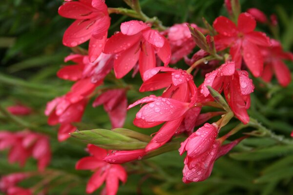 Rocío sobre rosas en el Jardín