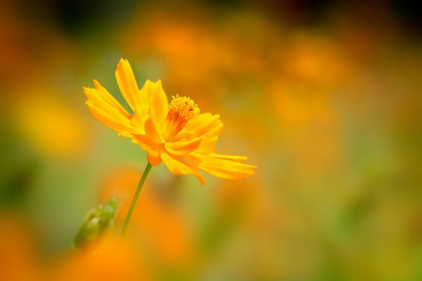 Gelbe Blume des Kosmeus auf verschwommenem Hintergrund