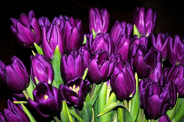 Purple bouquet of tulips