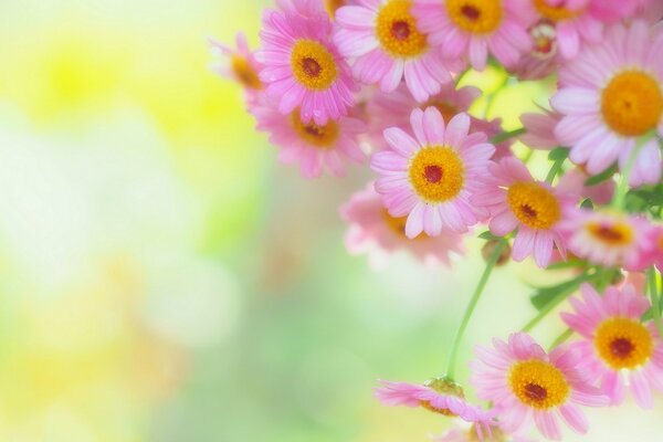 Delicate pink daisies on a blurry background