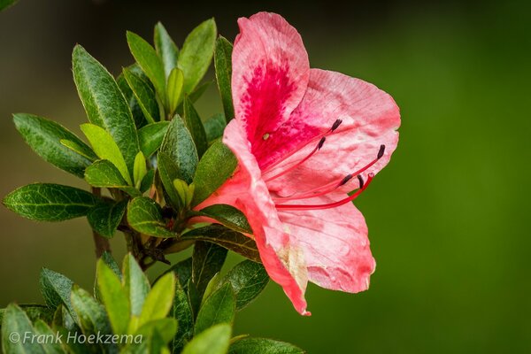 Bright sensual azalea with juicy foliage