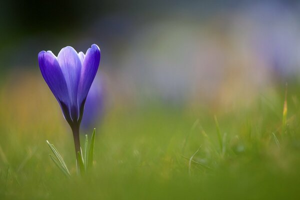 Fleur de Crocus bleu dans le champ