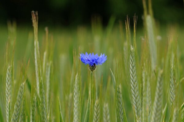 Blue flower in the field among the ears
