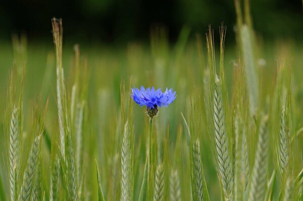 Fiore blu nel campo tra le orecchie