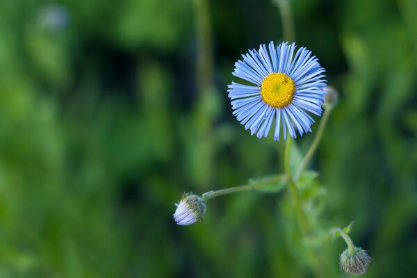 La flor púrpura tiene un pétalo brillante