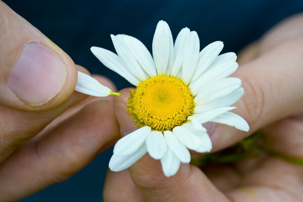 Fortune-telling on chamomile close-up