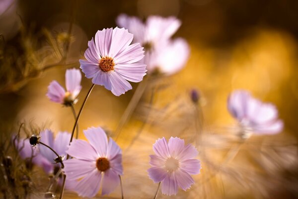 A flower with separate pink petals