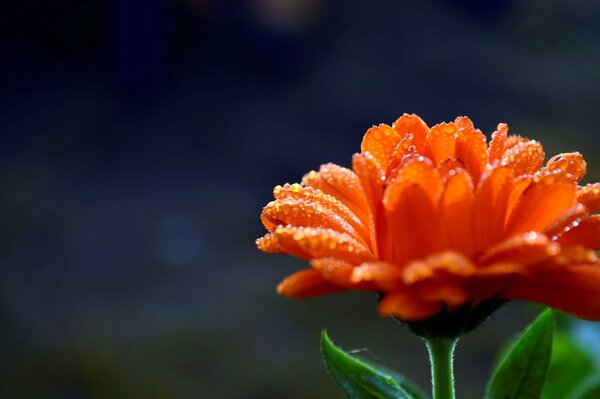 Gocce di rugiada su un fiore arancione