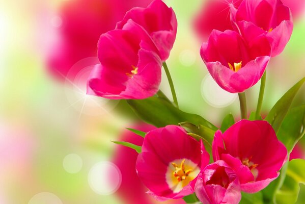 Bright pink tulips with yellow centers