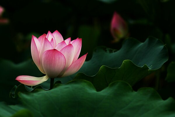 Pink lotus flower with leaves