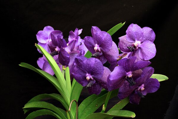 The flower of the arfidea wanda with a dark shade