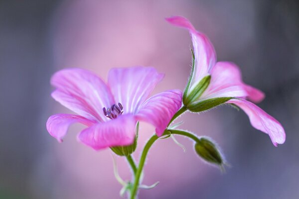 Delicate pink forest flowers