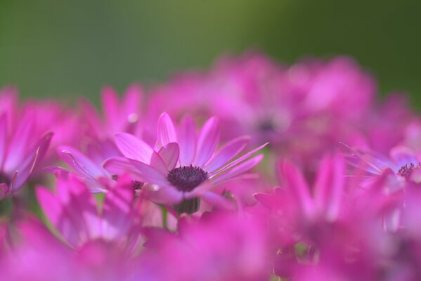 Crimson daisies on a green background